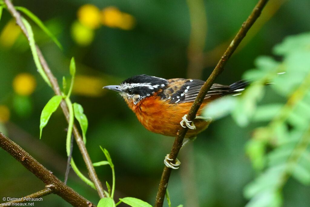 Ferruginous Antbird male adult