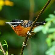 Ferruginous Antbird