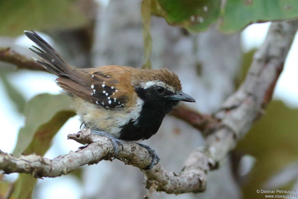 Rusty-backed Antwren male adult