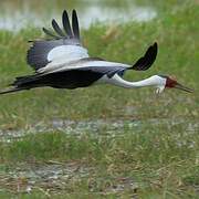 Wattled Crane