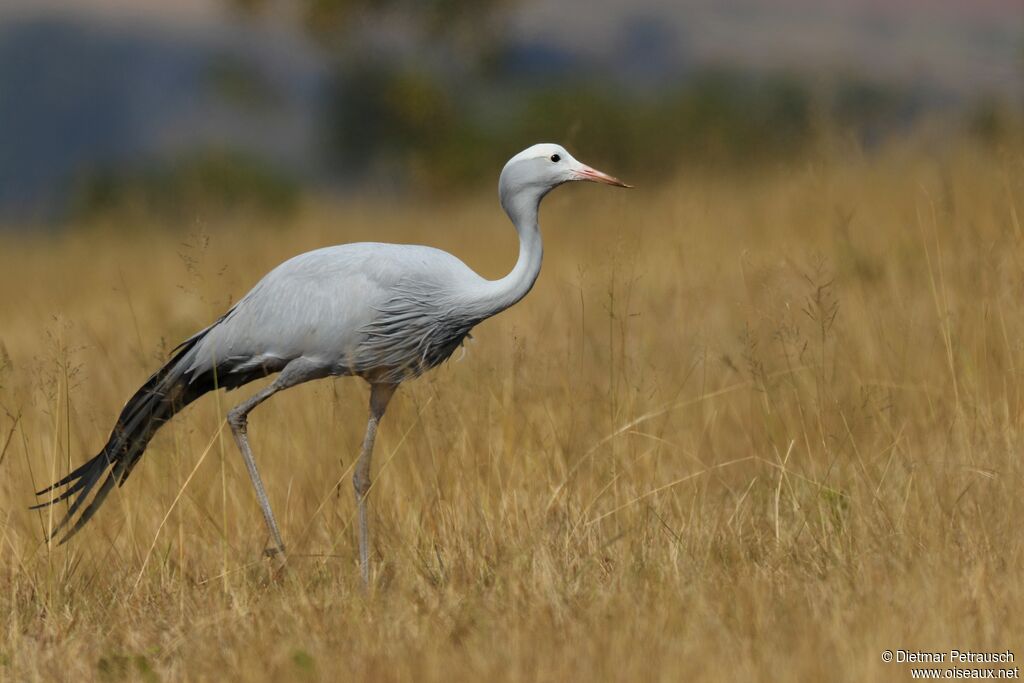 Blue Craneadult