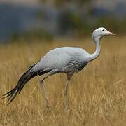 Blue Crane