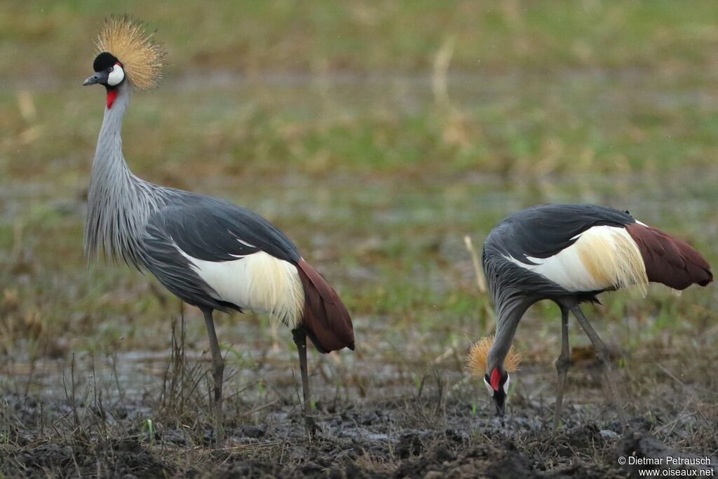 Grey Crowned Craneadult