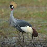 Grey Crowned Crane