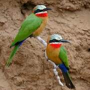 White-fronted Bee-eater