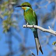 Swallow-tailed Bee-eater