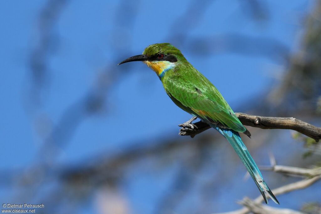 Swallow-tailed Bee-eateradult