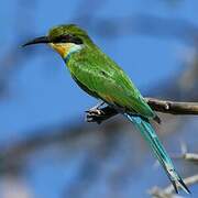 Swallow-tailed Bee-eater