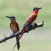 Southern Carmine Bee-eater