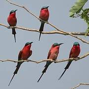 Southern Carmine Bee-eater