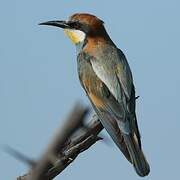 European Bee-eater