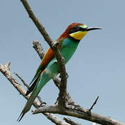 European Bee-eater