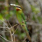 Olive Bee-eater