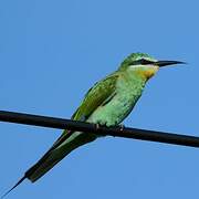 Blue-cheeked Bee-eater