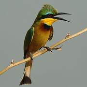 Little Bee-eater