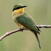 Little Bee-eater