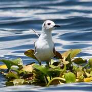 White-winged Tern