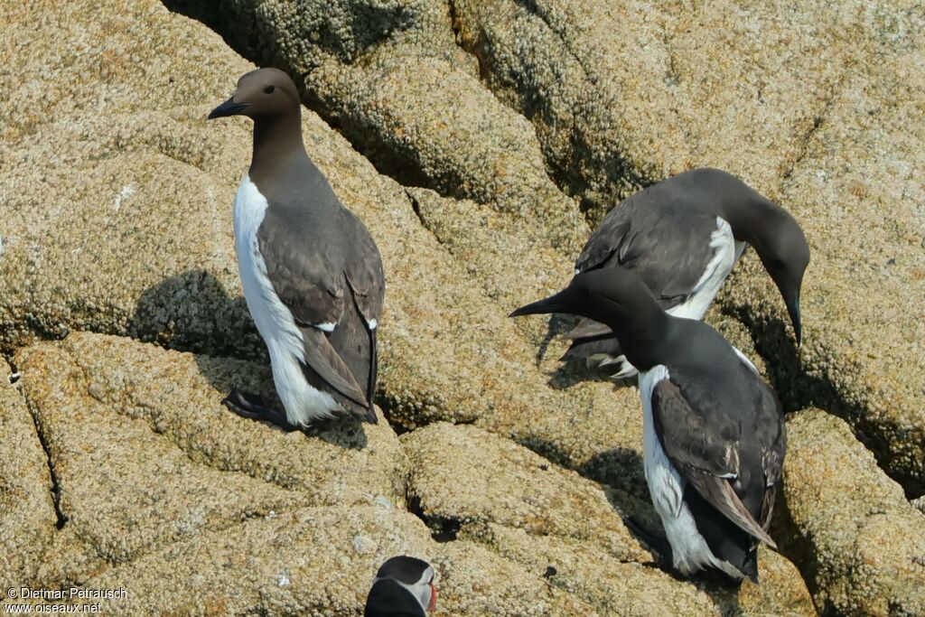 Guillemot de Troïl