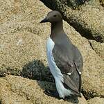 Guillemot de Troïl