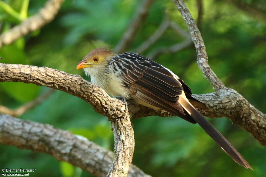 Guira cantaraadulte