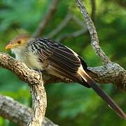 Guira Cuckoo