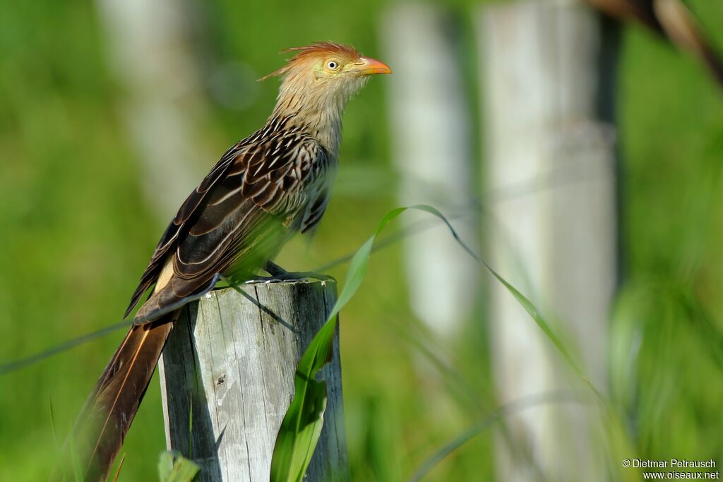 Guira Cuckooadult