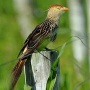 Guira Cuckoo