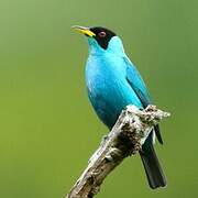 Green Honeycreeper