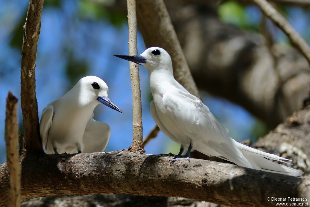 White Ternadult