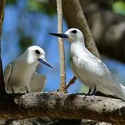 White Tern