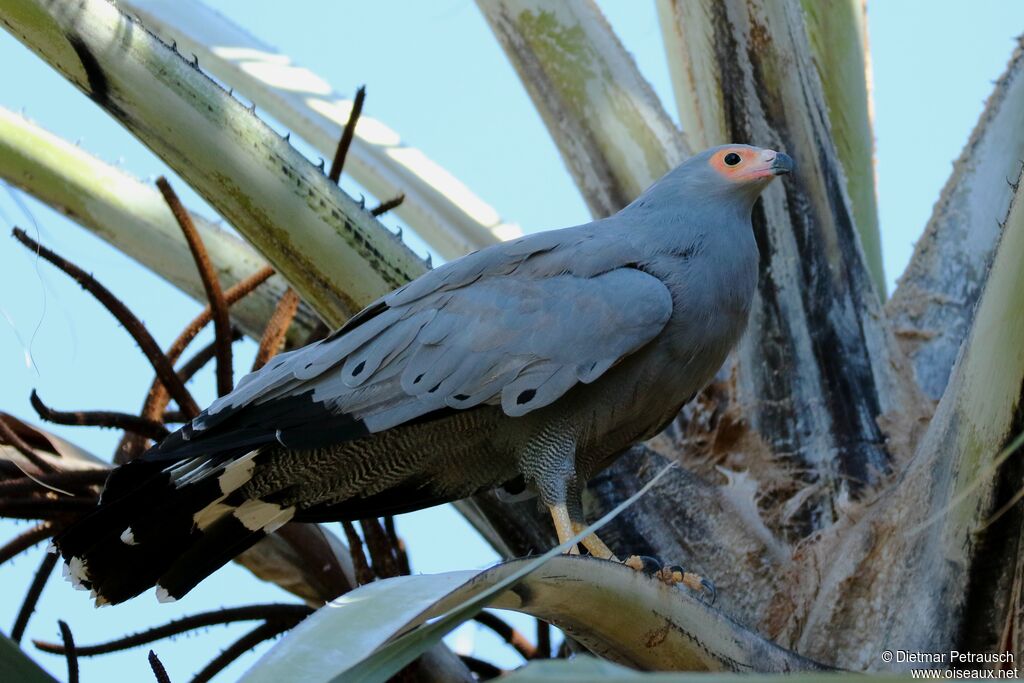 African Harrier-Hawkadult