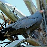 African Harrier-Hawk