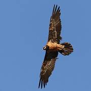 Bearded Vulture