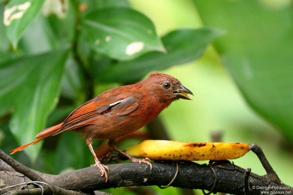 Red-crowned Ant Tanager