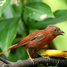 Habia à couronne rouge