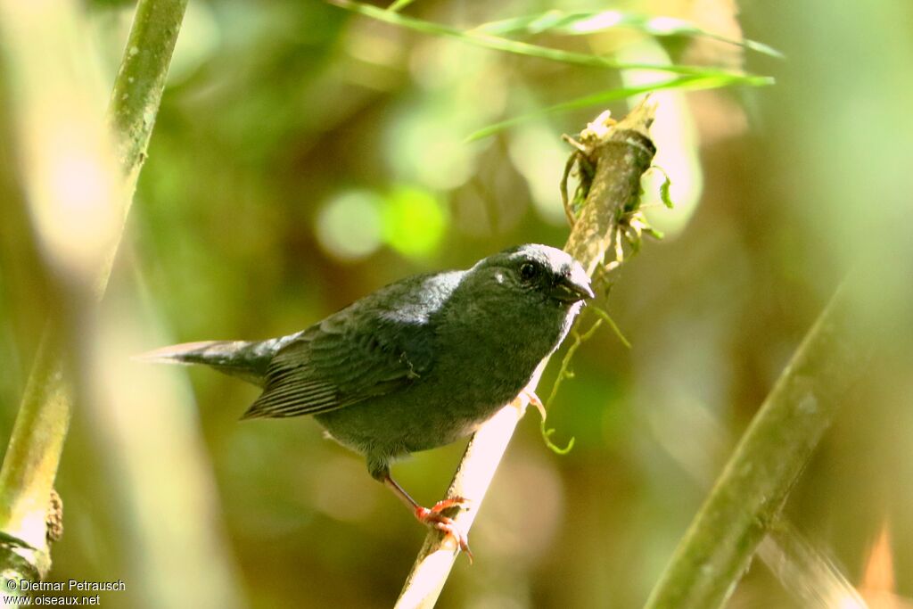 Uniform Finch male adult