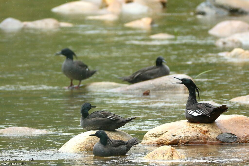 Brazilian Merganser