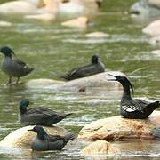 Brazilian Merganser