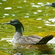 Brazilian Merganser