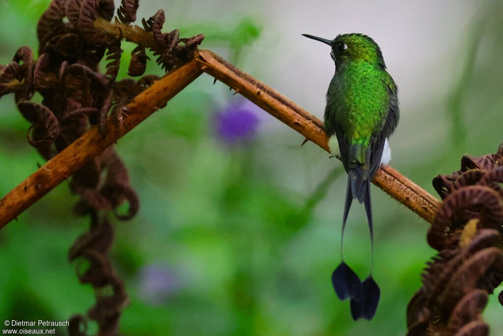 Haut-de-chausses à palettes