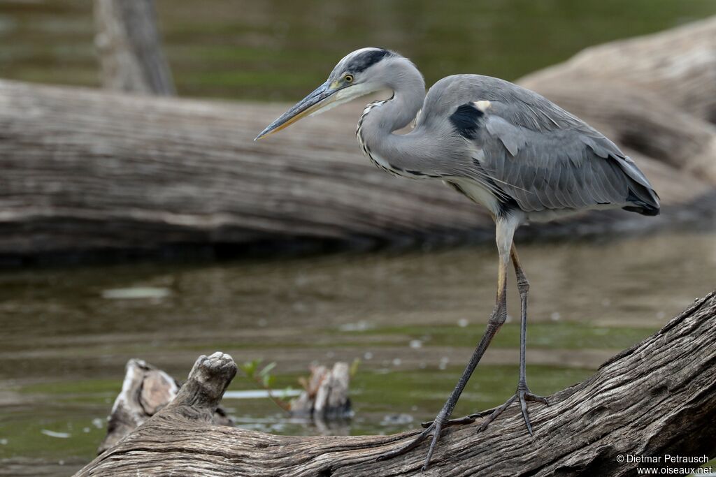 Grey Heronadult