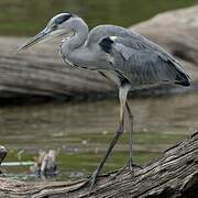 Grey Heron