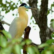 Capped Heron