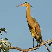 Whistling Heron