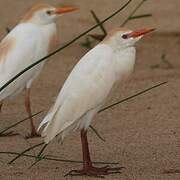 Western Cattle Egret