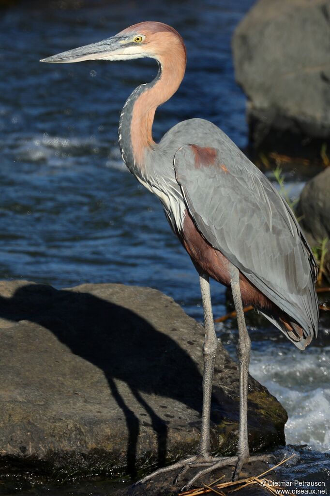 Goliath Heronadult