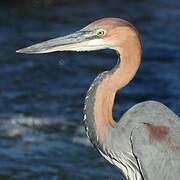 Goliath Heron