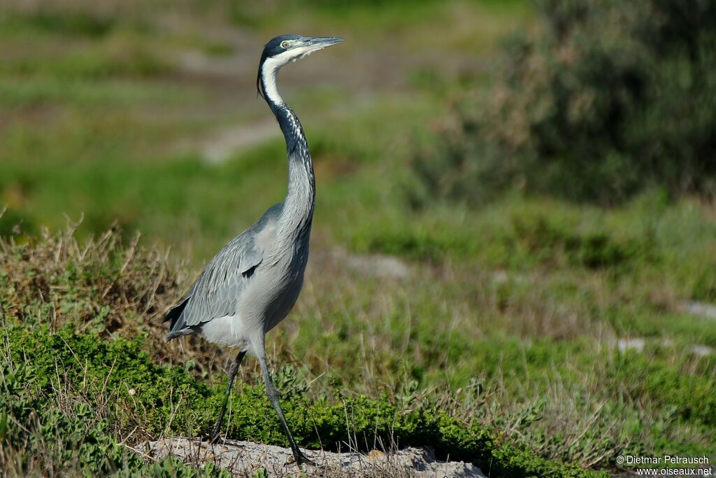 Black-headed Heronadult