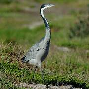 Black-headed Heron