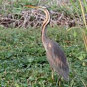 Purple Heron